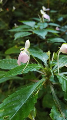 Impatiens hochstetteri
