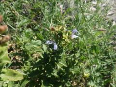 Salvia chamelaeagnea