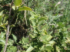 Salvia chamelaeagnea
