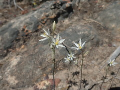 Ornithogalum hispidum