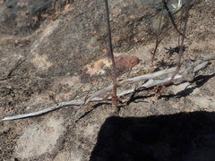 Ornithogalum hispidum