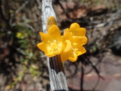 Ornithogalum maculatum