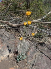 Ornithogalum maculatum