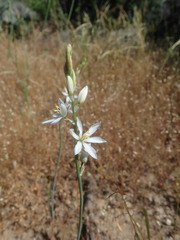 Ornithogalum hispidum