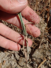 Ornithogalum hispidum