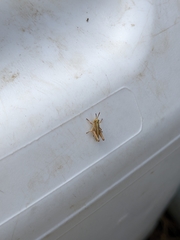 Phaulacridium marginale