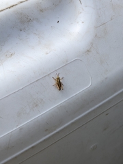 Phaulacridium marginale