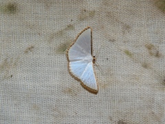 Leuciris fimbriaria
