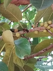 Ficus