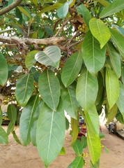 Ficus