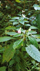 Impatiens hochstetteri