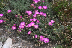 Lampranthus algoensis