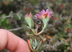 Lampranthus algoensis