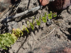 Aspalathus perfoliata