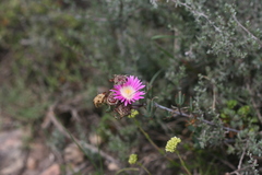 Lampranthus algoensis