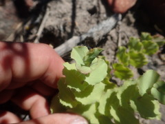 Aspalathus perfoliata