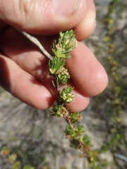 Cliffortia teretifolia