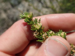 Cliffortia teretifolia