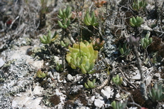 Haworthia cymbiformis