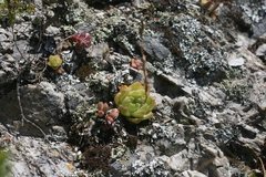 Haworthia cymbiformis
