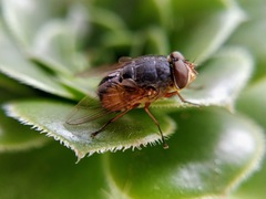Calliphora hilli