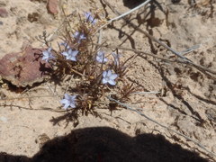 Wahlenbergia oxyphylla