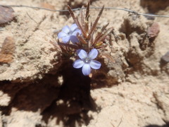 Wahlenbergia oxyphylla