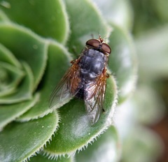 Calliphora hilli