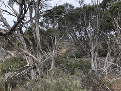 Melaleuca halmaturorum