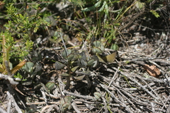 Adromischus inamoenus