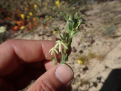 Lyperia tristis