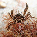 Pillbox Crabs - Photo (c) Julie Vause, some rights reserved (CC BY-NC), uploaded by Julie Vause
