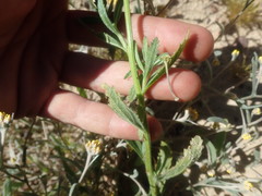 Lyperia tristis