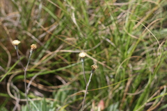 Curio crassulifolius