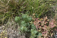 Curio crassulifolius