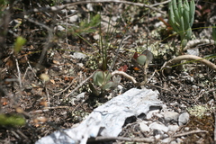 Adromischus inamoenus