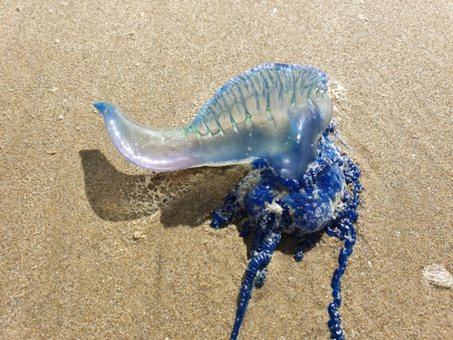 photo of Portuguese Man O' War (Physalia physalis)