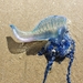 photo of Portuguese Man O' War (Physalia physalis)