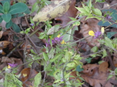 Melampyrum italicum