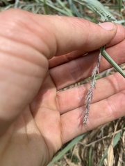 Eragrostis interrupta