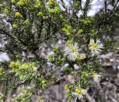 Melaleuca halmaturorum