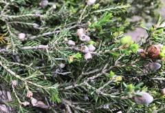 Melaleuca halmaturorum