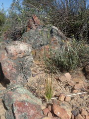 Albuca viscosa