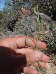 Albuca viscosa