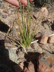Albuca viscosa