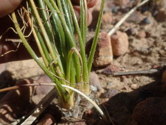 Albuca viscosa