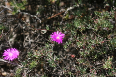 Lampranthus coralliflorus