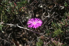 Lampranthus coralliflorus