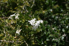 Jasminum angulare