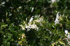 Jasminum angulare